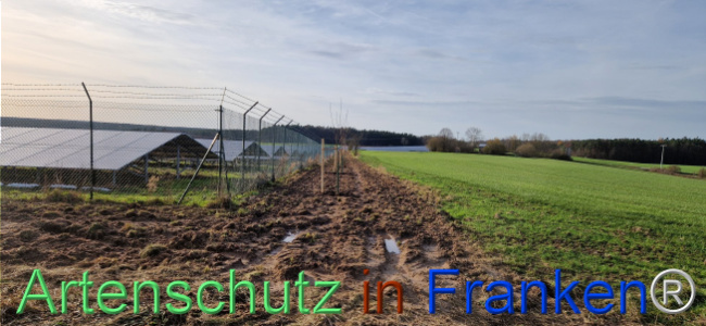 © Artenschutz in Franken® Bild zum Eintrag (1115387-160)