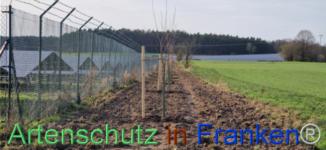 © Artenschutz in Franken® Bild zum Eintrag (1115388-160)