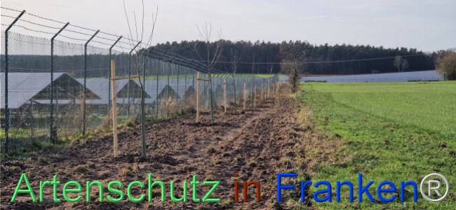 © Artenschutz in Franken® Bild zum Eintrag (1115390-160)