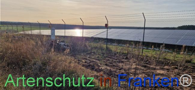 © Artenschutz in Franken® Bild zum Eintrag (1115394-160)