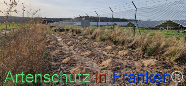 © Artenschutz in Franken® Bild zum Eintrag (1115399-160)