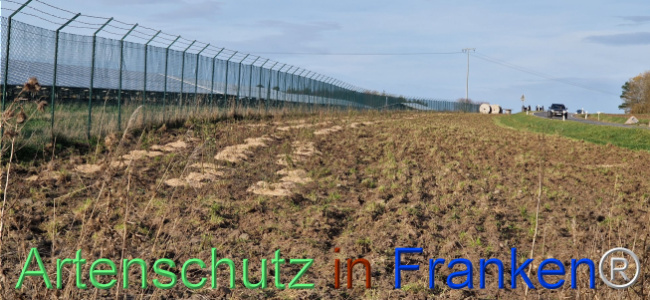 © Artenschutz in Franken® Bild zum Eintrag (1115404-160)