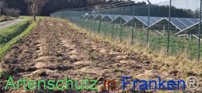 © Artenschutz in Franken® Bild zum Eintrag (1115412-160)
