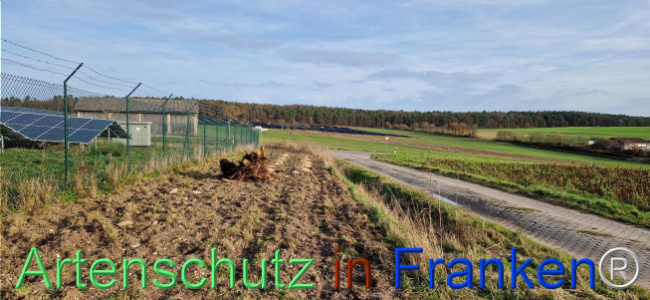 © Artenschutz in Franken® Bild zum Eintrag (1115417-160)