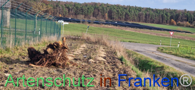 © Artenschutz in Franken® Bild zum Eintrag (1115418-160)
