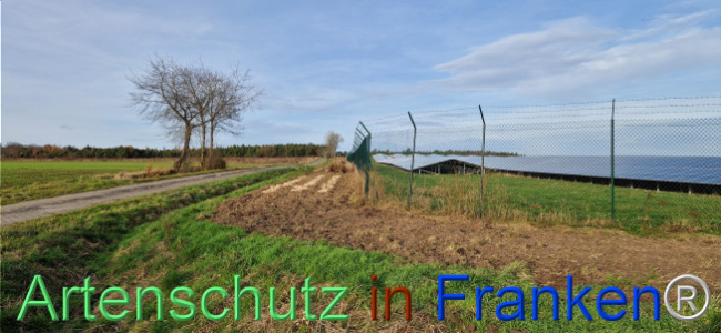 © Artenschutz in Franken® Bild zum Eintrag (1115419-160)