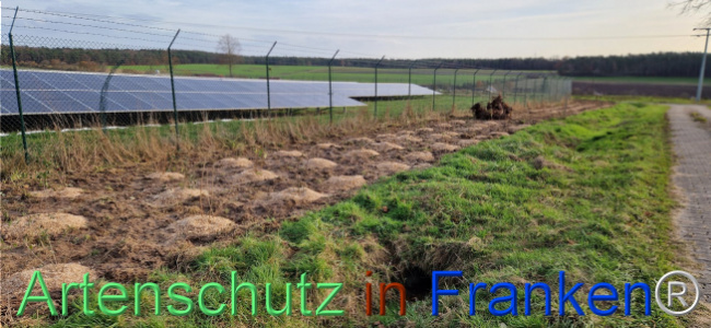 © Artenschutz in Franken® Bild zum Eintrag (1115423-160)