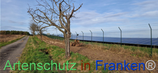 © Artenschutz in Franken® Bild zum Eintrag (1115425-160)