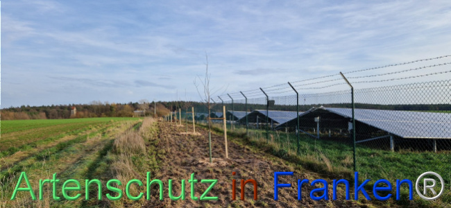 © Artenschutz in Franken® Bild zum Eintrag (1115427-160)
