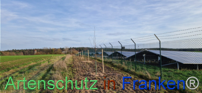 © Artenschutz in Franken® Bild zum Eintrag (1115428-160)