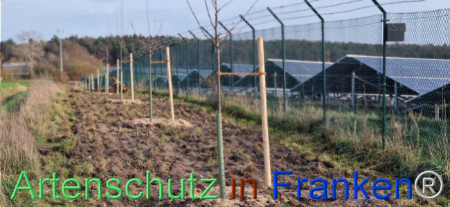 © Artenschutz in Franken® Bild zum Eintrag (1115429-160)