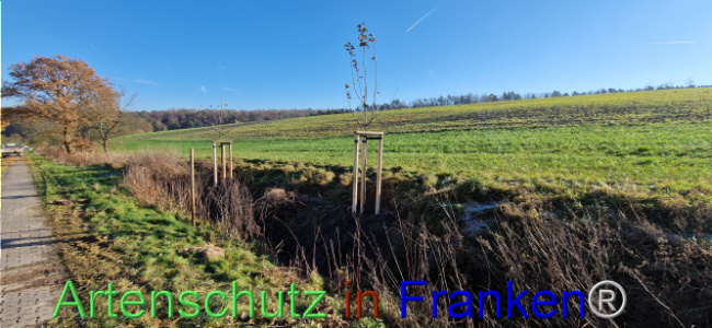 Bild zum Eintrag (1115610-160)