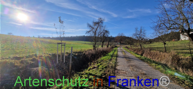© Artenschutz in Franken® Bild zum Eintrag (1115613-160)