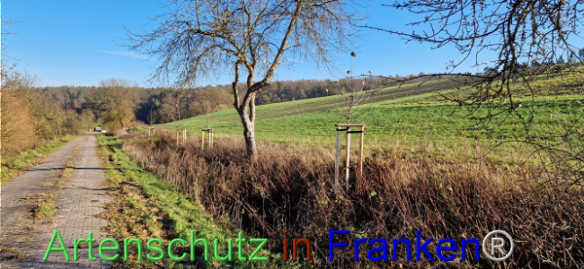 © Artenschutz in Franken® Bild zum Eintrag (1115614-160)