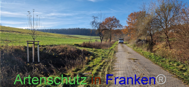 © Artenschutz in Franken® Bild zum Eintrag (1115615-160)