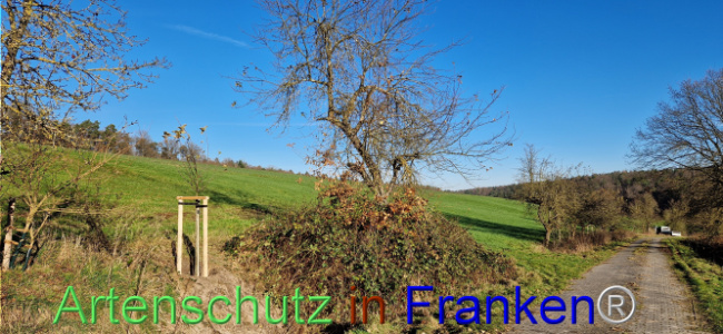 © Artenschutz in Franken® Bild zum Eintrag (1115617-160)
