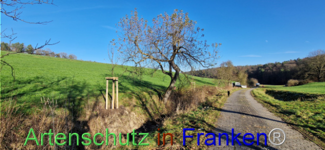 © Artenschutz in Franken® Bild zum Eintrag (1115618-160)