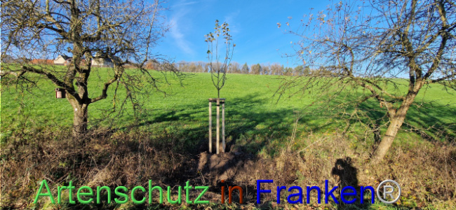 © Artenschutz in Franken® Bild zum Eintrag (1115619-160)