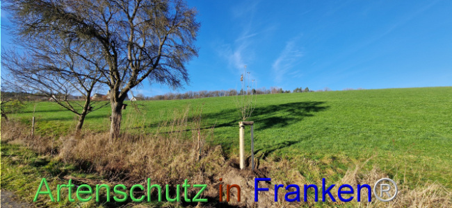 © Artenschutz in Franken® Bild zum Eintrag (1115622-160)