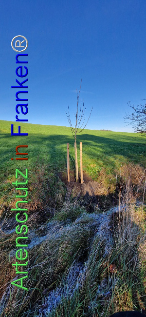 © Artenschutz in Franken® Bild zum Eintrag (1115624-160)
