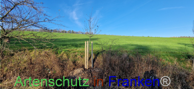 Bild zum Eintrag (1115626-160)