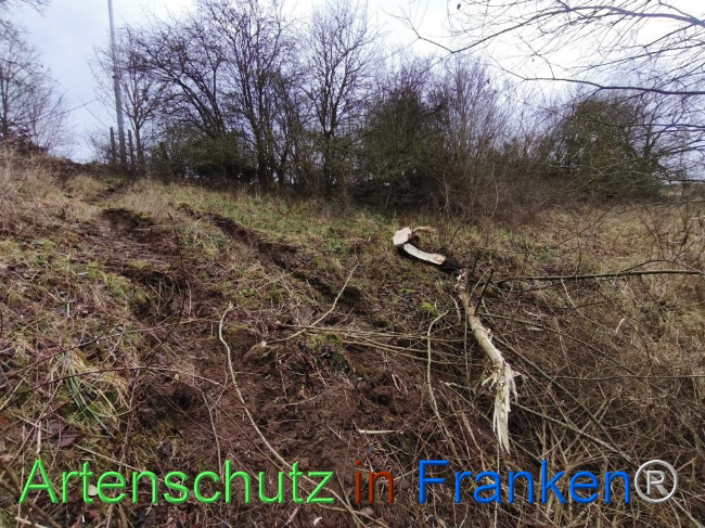 © Artenschutz in Franken® Bild zum Eintrag (1116212-160)