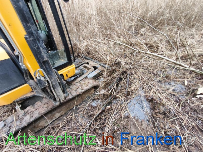 © Artenschutz in Franken® Bild zum Eintrag (1116213-160)