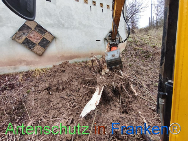 © Artenschutz in Franken® Bild zum Eintrag (1116214-160)