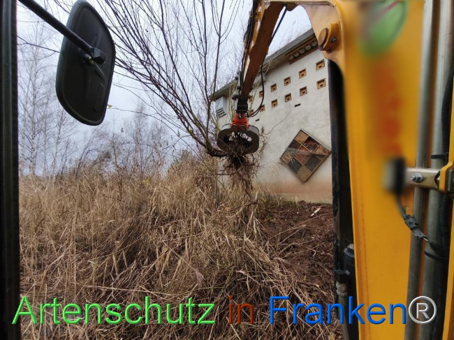 © Artenschutz in Franken® Bild zum Eintrag (1116216-160)