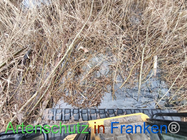 © Artenschutz in Franken® Bild zum Eintrag (1116217-160)