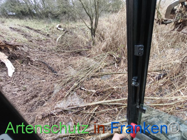 © Artenschutz in Franken® Bild zum Eintrag (1116218-160)