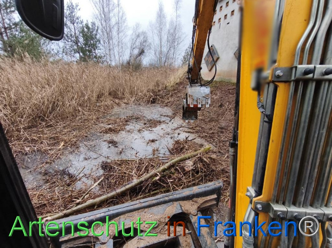 © Artenschutz in Franken® Bild zum Eintrag (1116222-160)
