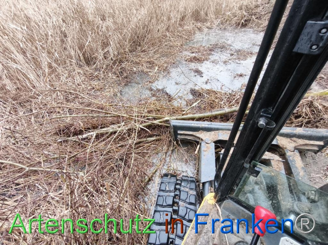 © Artenschutz in Franken® Bild zum Eintrag (1116227-160)