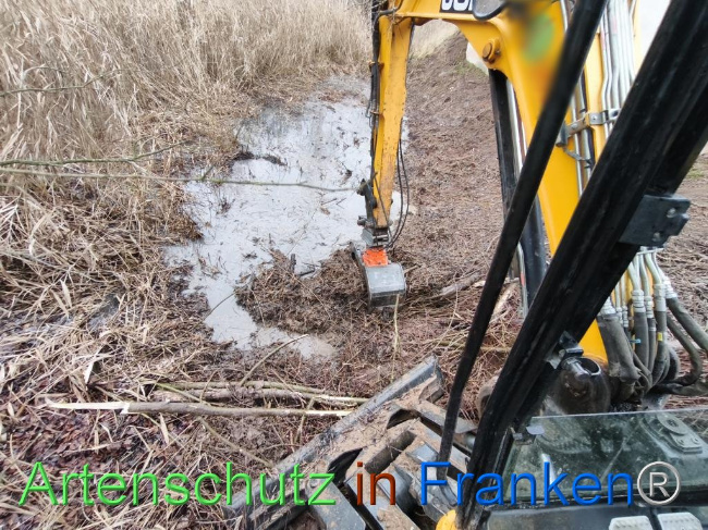 © Artenschutz in Franken® Bild zum Eintrag (1116229-160)