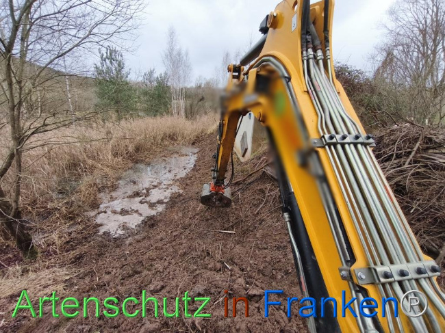 © Artenschutz in Franken® Bild zum Eintrag (1116237-160)