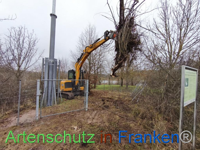 © Artenschutz in Franken® Bild zum Eintrag (1116240-160)