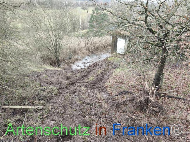 © Artenschutz in Franken® Bild zum Eintrag (1116243-160)