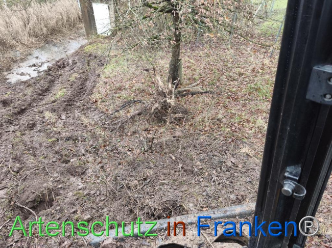 © Artenschutz in Franken® Bild zum Eintrag (1116244-160)