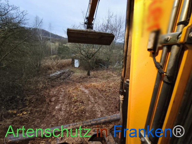 © Artenschutz in Franken® Bild zum Eintrag (1116247-160)
