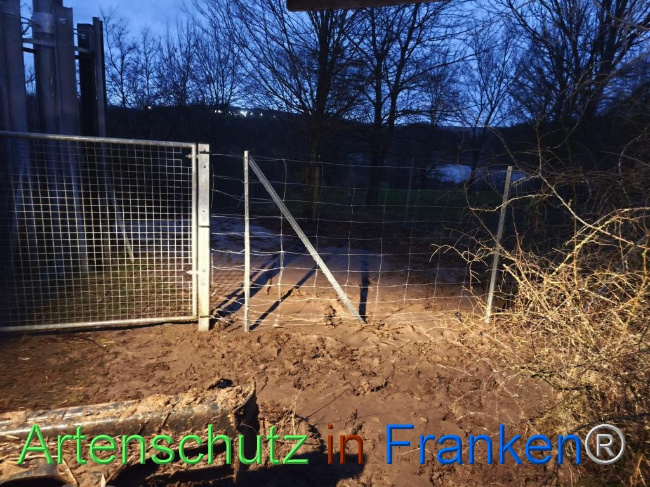 © Artenschutz in Franken® Bild zum Eintrag (1116249-160)