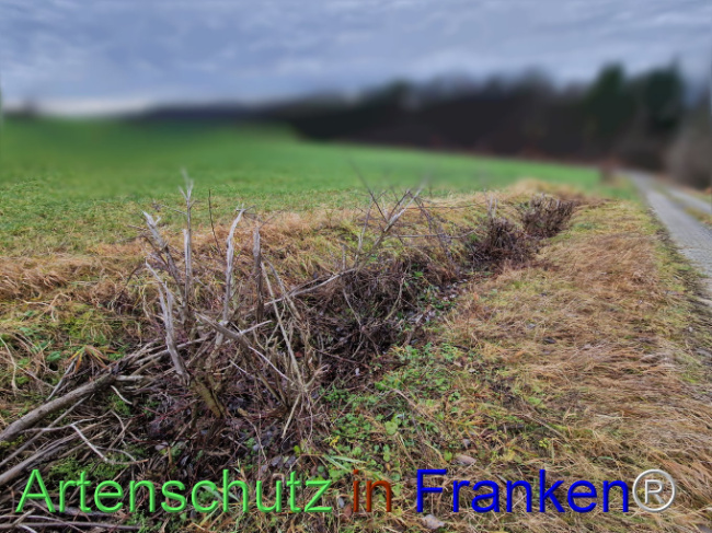 © Artenschutz in Franken® Bild zum Eintrag (1116370-160)
