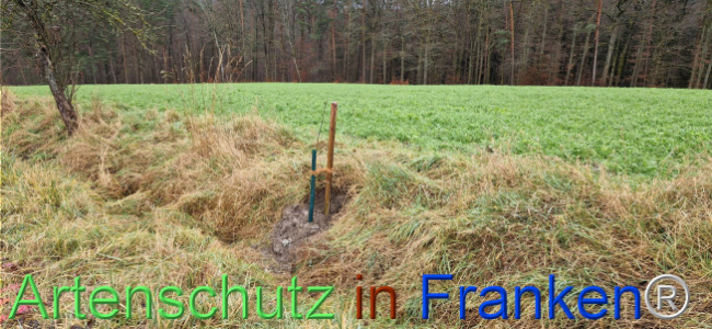 © Artenschutz in Franken® Bild zum Eintrag (1116379-160)