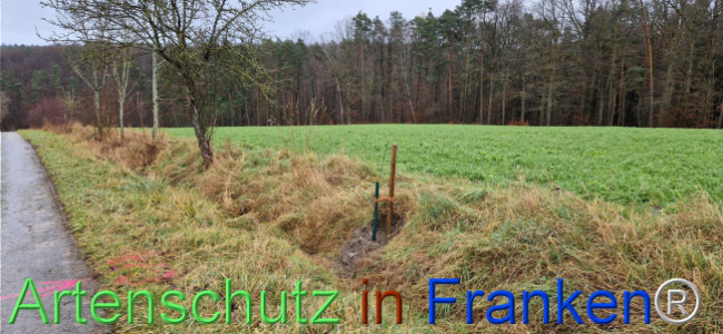 © Artenschutz in Franken® Bild zum Eintrag (1116380-160)