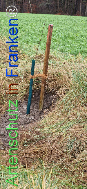 © Artenschutz in Franken® Bild zum Eintrag (1116383-160)