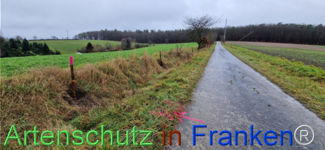 © Artenschutz in Franken® Bild zum Eintrag (1116388-160)