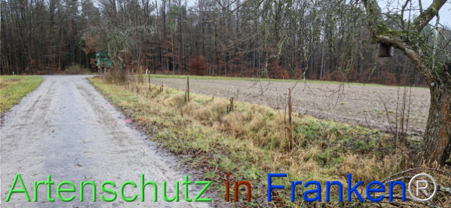 © Artenschutz in Franken® Bild zum Eintrag (1116389-160)