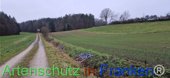 © Artenschutz in Franken® Bild zum Eintrag (1116397-160)