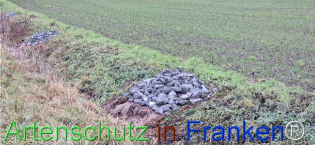 © Artenschutz in Franken® Bild zum Eintrag (1116398-160)