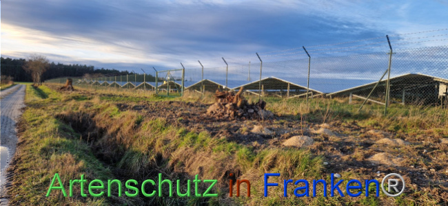 © Artenschutz in Franken® Bild zum Eintrag (1116426-160)
