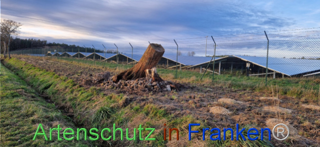 © Artenschutz in Franken® Bild zum Eintrag (1116427-160)